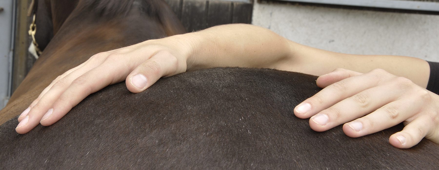 Equine Physiotherapy